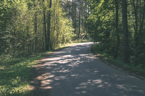 Empty Road Trees Both Sides — Stock Photo, Image