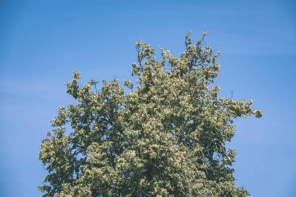 Γραφική Θέα Από Δέντρα Πράσινο Φύλλωμα Σαφή Μπλε Ουρανό Φόντο — Φωτογραφία Αρχείου