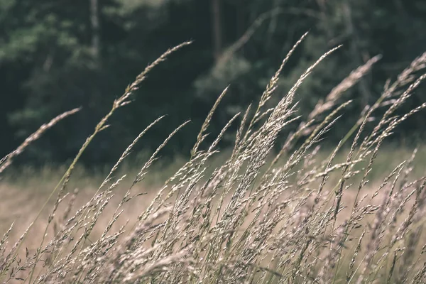 Мальовничий Вид Культивоване Пшеничне Поле Влітку — стокове фото