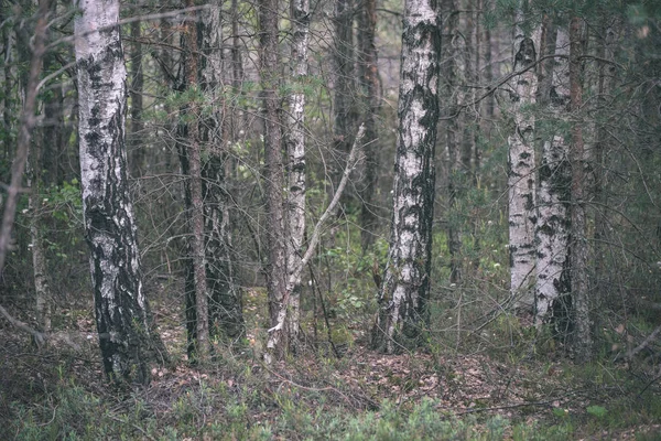 Malebný Pohled Stromů Podzimním Lese — Stock fotografie