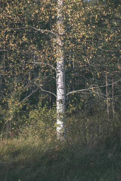 숲에서 나무의 — 스톡 사진