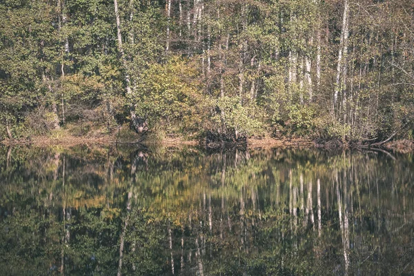 Vacker Utsikt Över Skogen Höstlandskap Med Träd Och Floden — Stockfoto