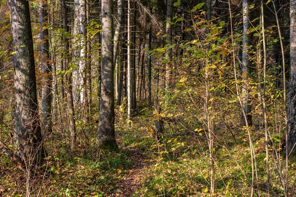 Vue Panoramique Belle Forêt Automne — Photo