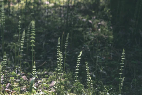 Pokaż Las Natura Szczegóły Bliska — Zdjęcie stockowe