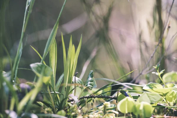 Pokaż Las Natura Szczegóły Bliska — Zdjęcie stockowe