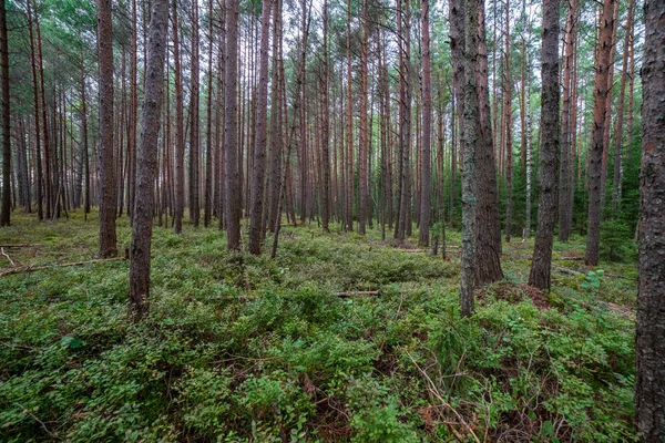 Malerischer Blick Auf Die Herbstliche Waldlandschaft — Stockfoto