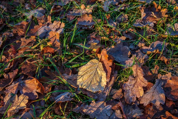 Blick Aus Nächster Nähe Auf Herabgefallenes Laub Boden — Stockfoto