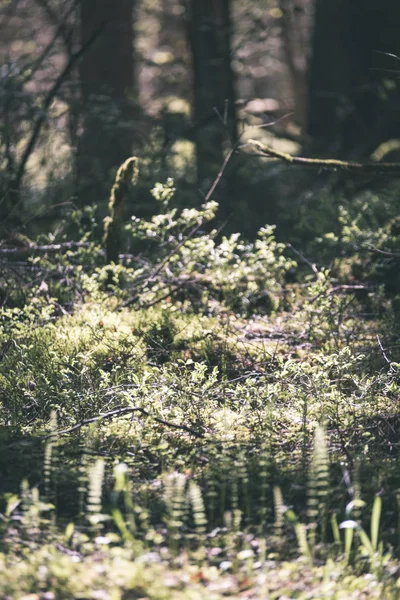 Primer Plano Vista Bosque Naturaleza Detalles — Foto de Stock