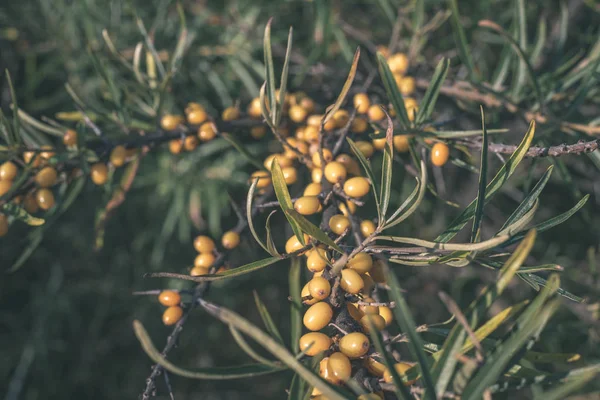 Bacche Olivello Spinoso Sui Rami Con Foglie Verdi Autunno — Foto Stock