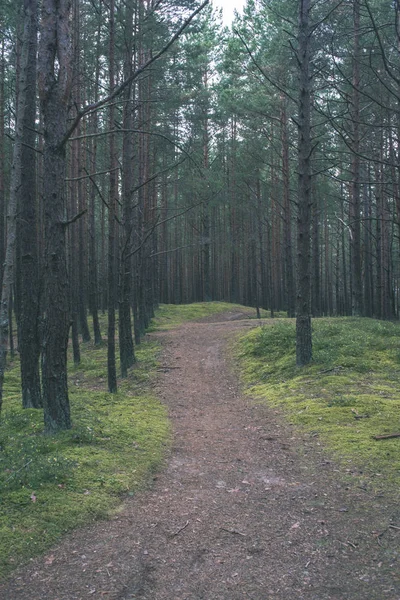 Vue Panoramique Sentier Pédestre Touristique Dans Forêt Verte — Photo