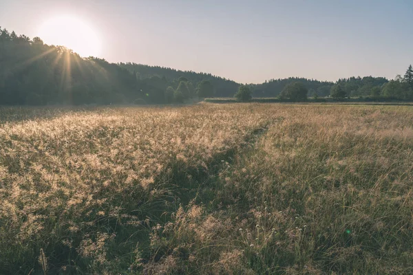 Scenic View Cultivated Wheat Field Summer — Stock Photo, Image