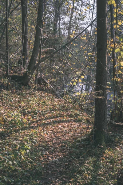 Vacker Utsikt Över Vackra Hösten Skogen — Stockfoto