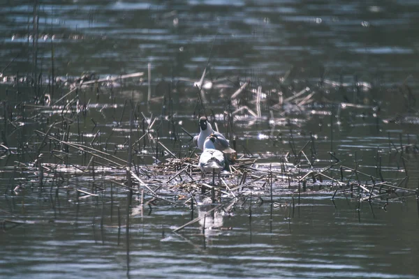 Malowniczy Widok Dzikich Ptaków Naturalnym Środowisku — Zdjęcie stockowe