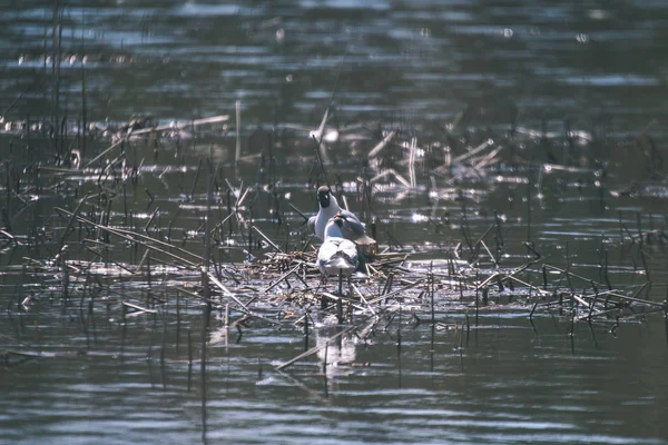 Vue Panoramique Des Oiseaux Sauvages Dans Habitat Naturel — Photo