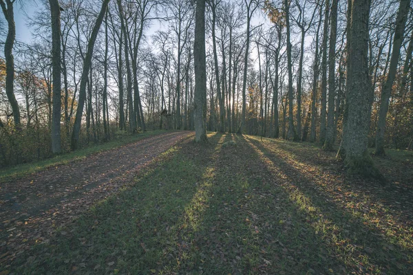 Vista Panorâmica Bela Floresta Outono Com Luz Solar — Fotografia de Stock