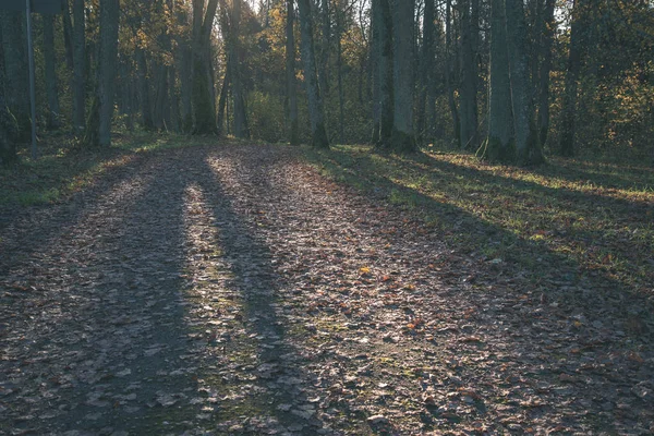 Piękny Widok Piękny Jesienny Las Światło Słoneczne — Zdjęcie stockowe