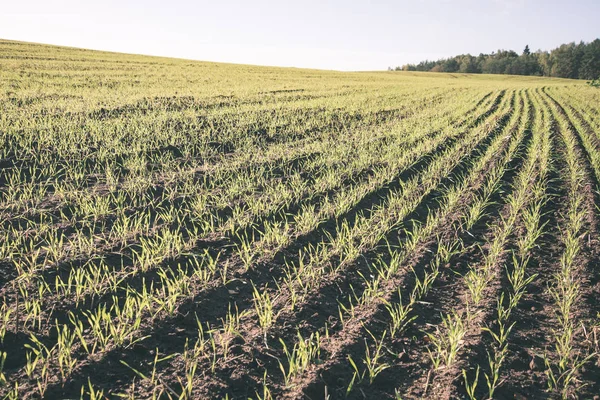 Живописный Вид Посевные Поля Пшеницы Летом — стоковое фото