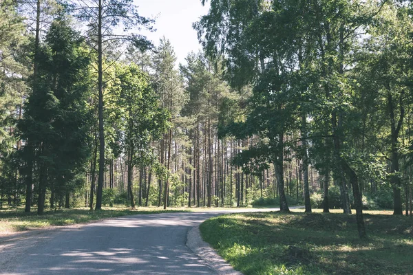 空旷的道路 两侧有大树 拉脱维亚 — 图库照片
