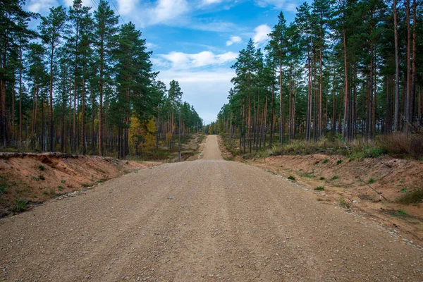Empty Road Large Trees Both Sides Latvia — Stock Photo, Image