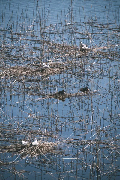 Vue Panoramique Des Oiseaux Sauvages Dans Habitat Naturel — Photo