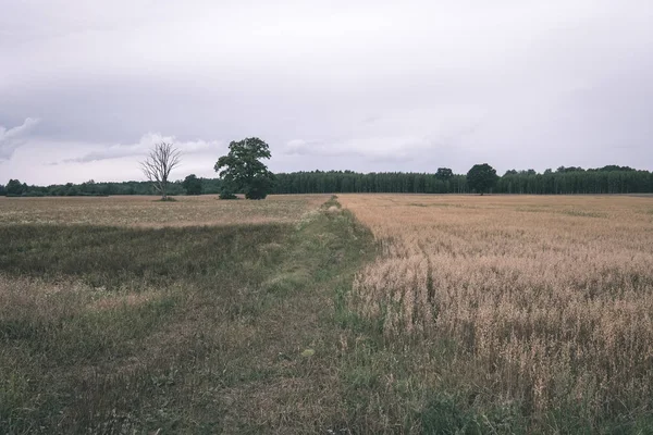 Malowniczy Widok Pola Uprawne Pszenicy Lecie — Zdjęcie stockowe