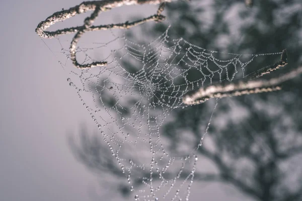 Belles Toiles Épi Araignée Avec Des Gouttes Dans Forêt Brumeuse — Photo