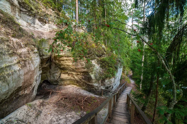 Sentiero Turistico Con Sentiero Legno Nella Foresta Lettonia — Foto Stock