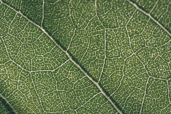 Close View Green Leaf Texture — Stock Photo, Image