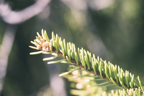 Close View Forest Nature Details — Stock Photo, Image