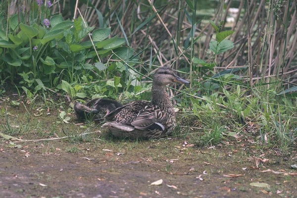 Aussichtsreicher Blick Auf Wildvögel Natürlichem Lebensraum — Stockfoto