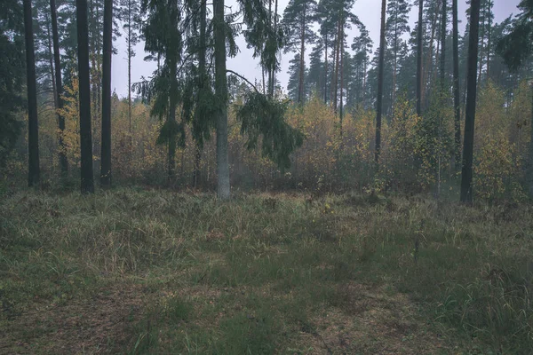 Paesaggio Forestale Autunnale Con Alberi Colorati Tempo Nebbioso — Foto Stock