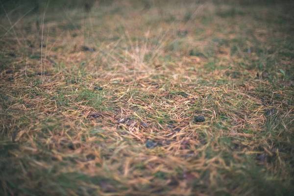 Primer Plano Vista Bosque Naturaleza Detalles — Foto de Stock