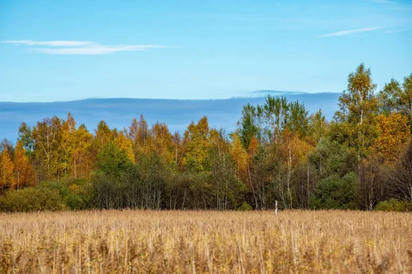Scenic View Autumn Forest Landscape — Stock Photo, Image