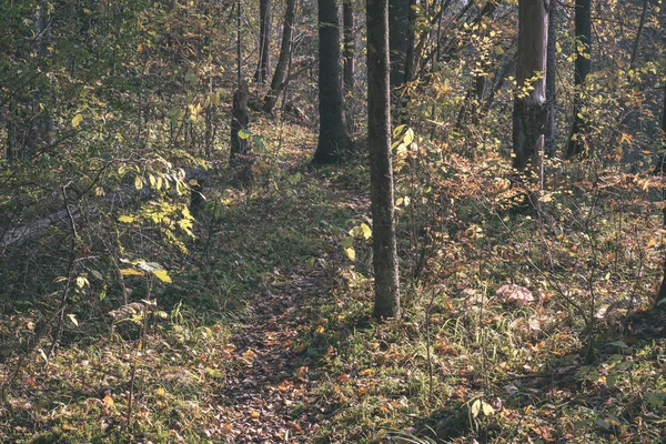 Scenic View Beautiful Autumn Forest — Stock Photo, Image