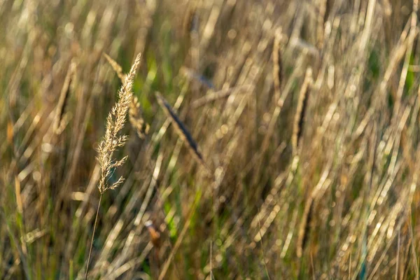 Widok Tle Szczegóły Las Natura Bliska — Zdjęcie stockowe