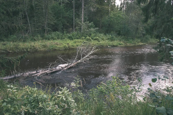 Fiume Amata Lettonia Con Foresta Verde Intorno Estate — Foto Stock