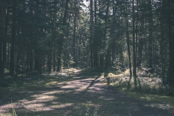 Camino Vacío Con Grandes Árboles Ambos Lados Letonia — Foto de Stock