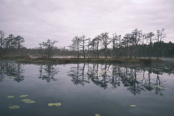 Matin Brumeux Sur Les Lacs Marécageux Fin Automne — Photo