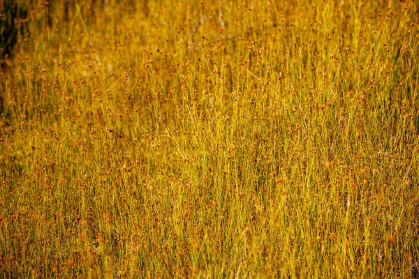 Vista Panorámica Zona Del Pantano Otoño — Foto de Stock