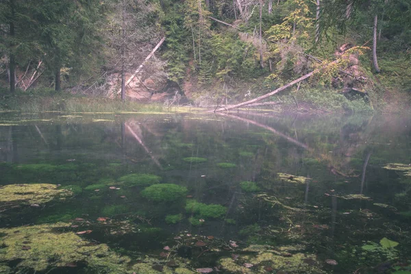 Malerischer Blick Auf Den Alten Bach Des Waldflusses Wald — Stockfoto