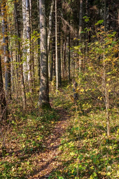Vue Panoramique Belle Forêt Automne — Photo