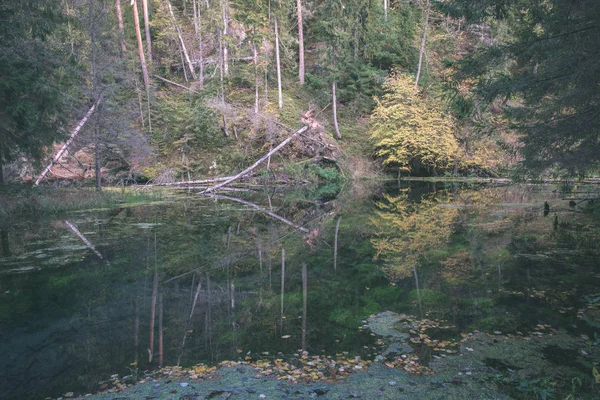 Сухих Дерев Самотності Червоного Пісковика Скелі Річки Гауя Латвії — стокове фото