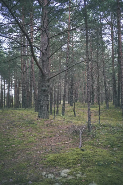 Malebný Pohled Turistické Pěší Stezka Zeleném Lese — Stock fotografie