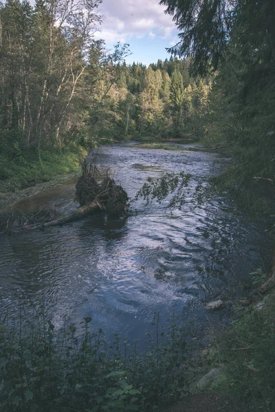 Amata Řeka Lotyšsku Zelený Les Okolí Létě — Stock fotografie