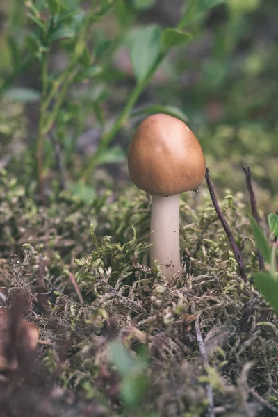 Vue Rapprochée Forêt Nature Détails — Photo