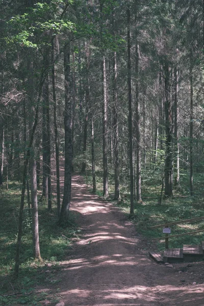 Vista Panorâmica Trilha Turística Floresta Verde — Fotografia de Stock