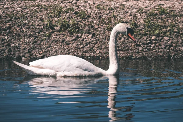 Vacker Utsikt Över Wild Swan Naturliga Livsmiljö — Stockfoto