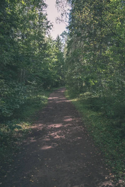 Aussichtsreiche Aussicht Auf Touristischen Fußweg Grünen Wald — Stockfoto