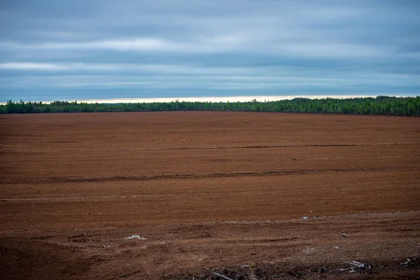 Paisaje Rural Otoño Con Campo Árboles Raros Fondo — Foto de Stock