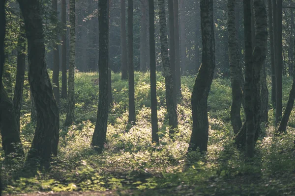 Vue Panoramique Belle Forêt Été — Photo